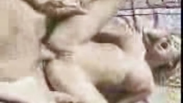 彼らの膝の上で、二人の若いワッフルは好意で陰茎を吸う。 無料 女性 専用 アダルト 動画